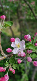 🌿Villiyrtit ja kansanperinne -kasvikävely  Tuusulassa Ma 19.5.25 klo 17.30-20.30