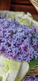 🌿Villiyrtit ja kansanperinne -kasvikävely  Tuusulassa Ma 19.5.25 klo 17.30-20.30