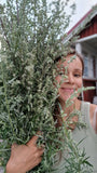 🌿Villiyrtit ja kansanperinne -kasvikävely  Tuusulassa Ma 19.5.25 klo 17.30-20.30